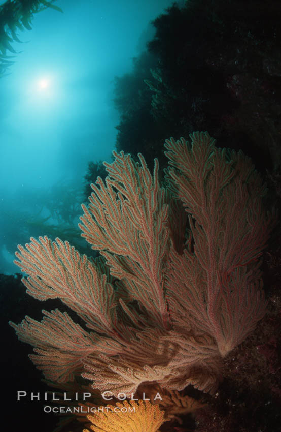California golden gorgonian. San Clemente Island, USA, Muricea californica, natural history stock photograph, photo id 01283