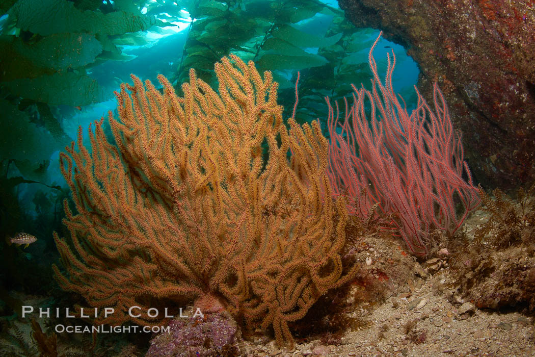 Golden and red gorgonians, kelp forest in background, underwater. Catalina Island, California, USA, Hypsypops rubicundus, Leptogorgia chilensis, Lophogorgia chilensis, Muricea californica, natural history stock photograph, photo id 23531