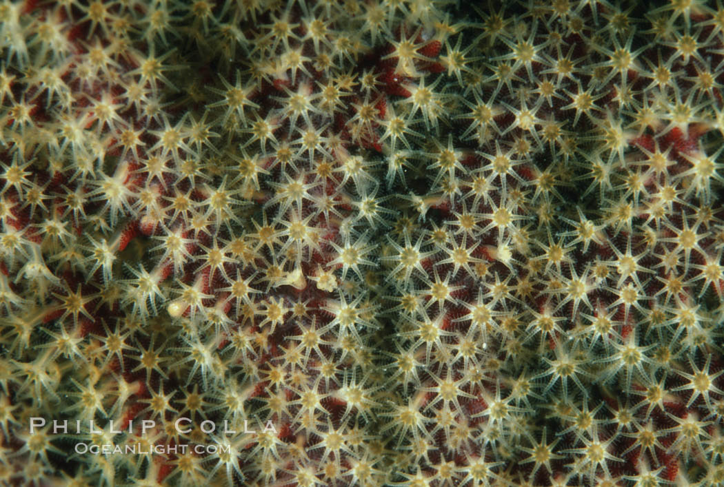 California Golden gorgonian, polyp detail. San Clemente Island, USA, Muricea californica, natural history stock photograph, photo id 05334