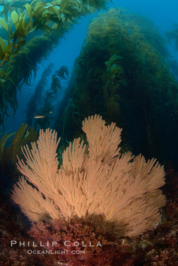 California golden gorgonian on rocky reef, below kelp forest, underwater.  The golden gorgonian is a filter-feeding temperate colonial species that lives on the rocky bottom at depths between 50 to 200 feet deep.  Each individual polyp is a distinct animal, together they secrete calcium that forms the structure of the colony. Gorgonians are oriented at right angles to prevailing water currents to capture plankton drifting by, Muricea californica, Macrocystis pyrifera, San Clemente Island