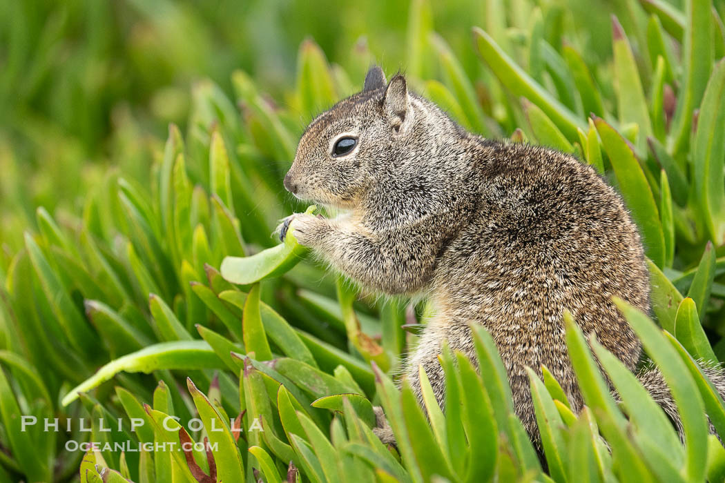 California ground squirrel, Otospermophilus beecheyi, La Jolla. USA, Otospermophilus beecheyi, natural history stock photograph, photo id 40160
