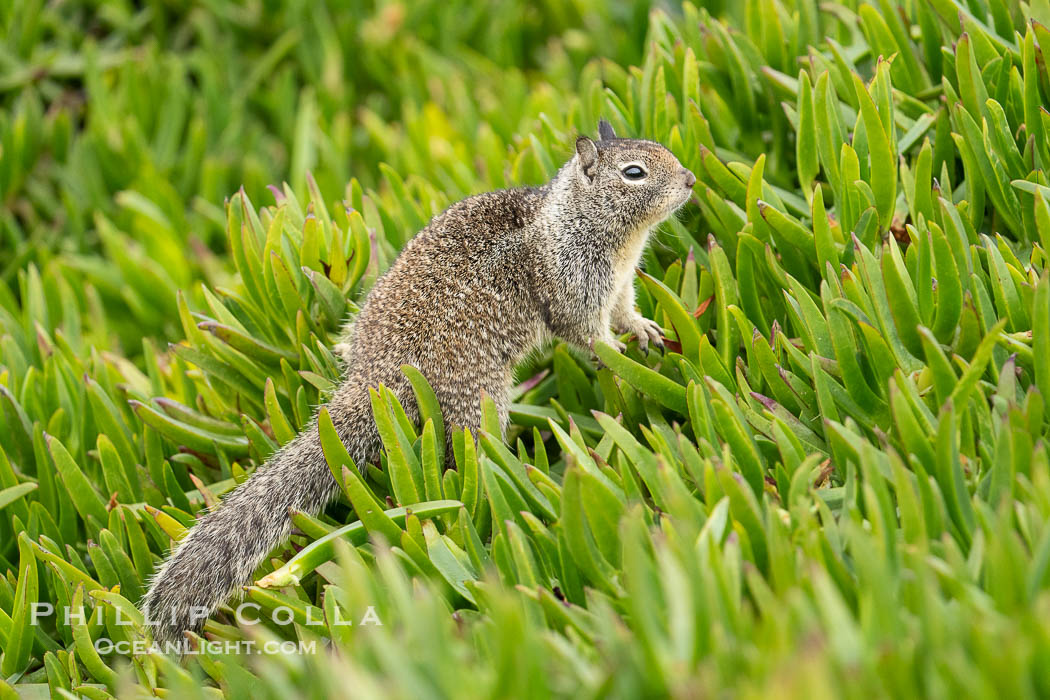 California ground squirrel, Otospermophilus beecheyi, La Jolla. USA, Otospermophilus beecheyi, natural history stock photograph, photo id 40159