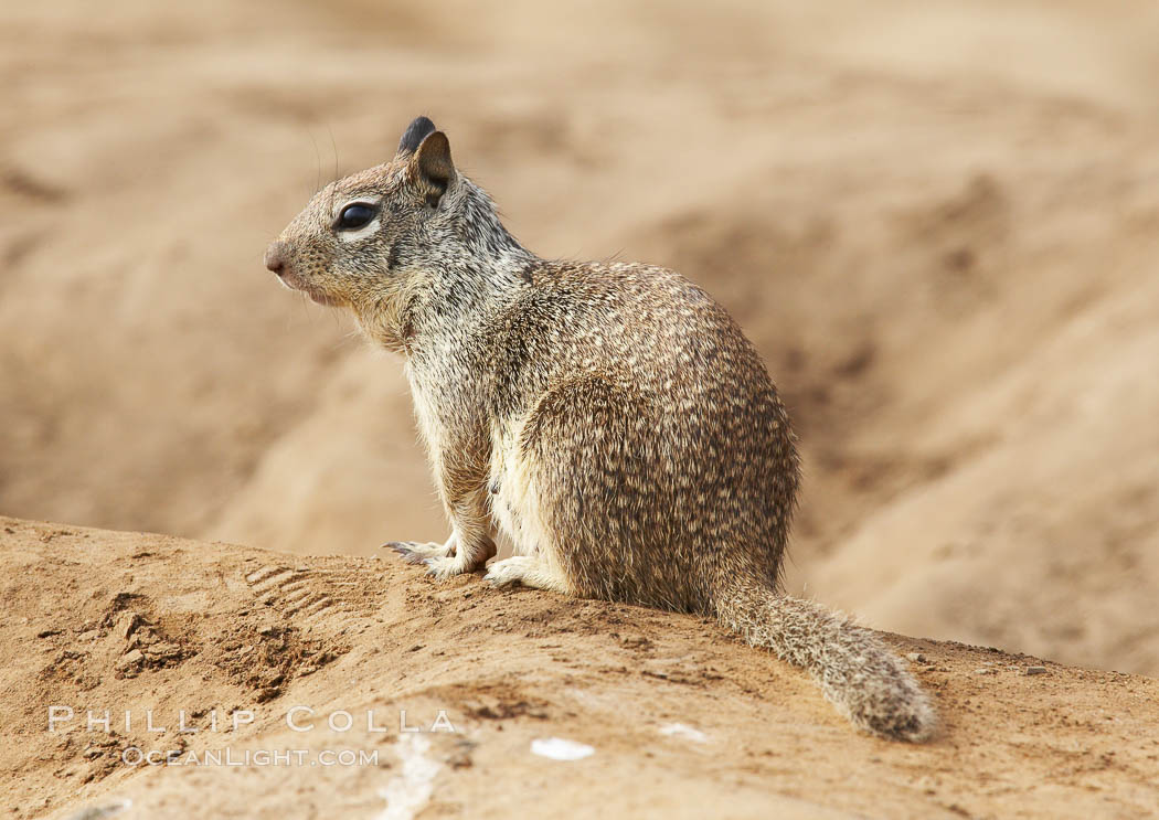 California ground squirrel. La Jolla, USA, Spermophilus beecheyi, natural history stock photograph, photo id 12043