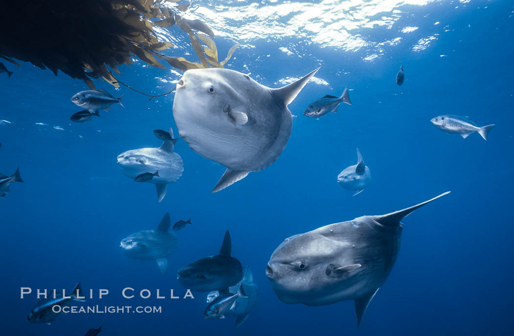 Ocean sunfish schooling near drift kelp, soliciting cleaner fishes, open ocean, Baja California., Mola mola, natural history stock photograph, photo id 06330