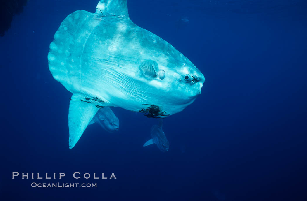 Ocean sunfish schooling near drift kelp, soliciting cleaner fishes to remove large group of parasitic copepods, open ocean, Baja California., Mola mola, natural history stock photograph, photo id 06342