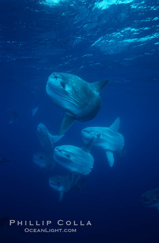 Ocean sunfish schooling near drift kelp, soliciting cleaner fishes, open ocean, Baja California., Mola mola, natural history stock photograph, photo id 06382
