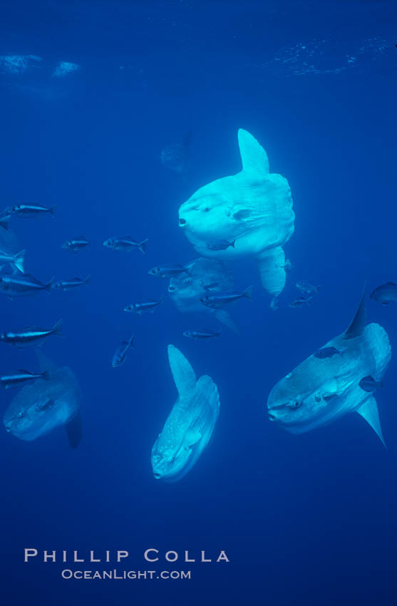 Ocean sunfish schooling near drift kelp, soliciting cleaner fishes, open ocean, Baja California., Mola mola, natural history stock photograph, photo id 06406