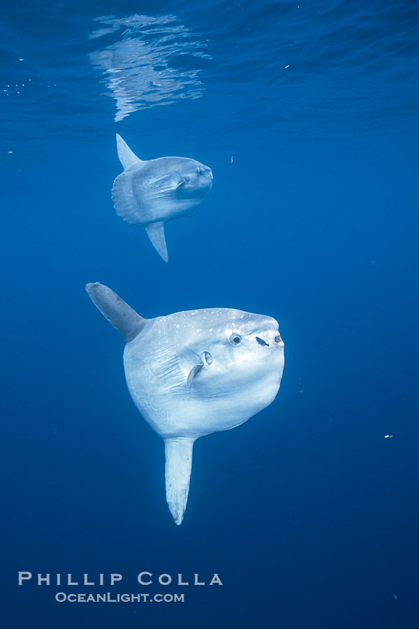 Ocean sunfish schooling, open ocean near San Diego., Mola mola, natural history stock photograph, photo id 03616