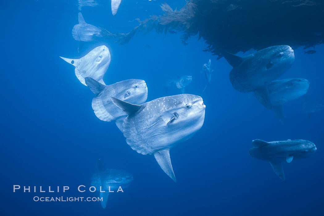 Ocean sunfish schooling near drift kelp, soliciting cleaner fishes, open ocean, Baja California., Mola mola, natural history stock photograph, photo id 06312