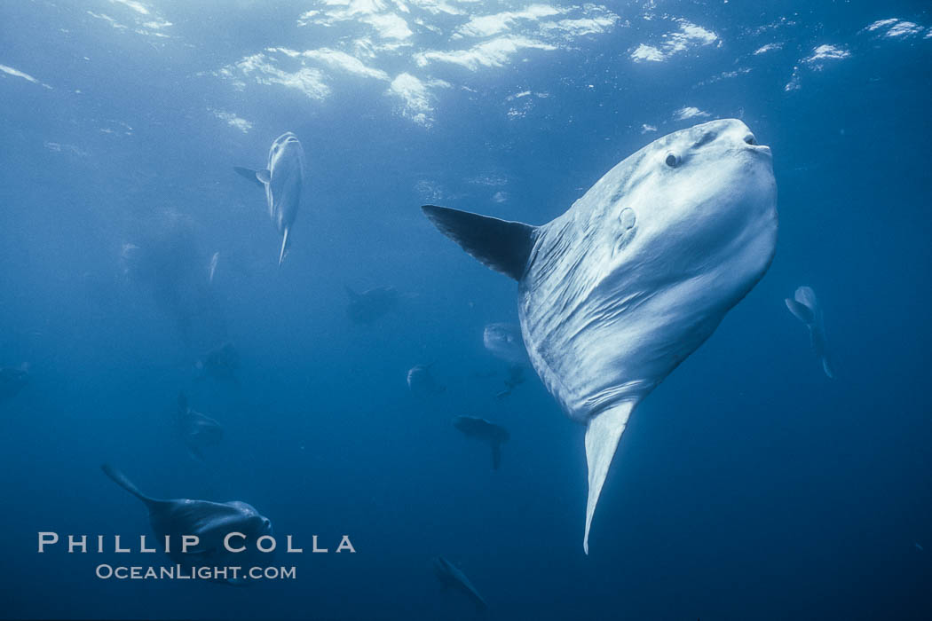 Ocean sunfish near drift kelp, soliciting cleaner fishes, open ocean, Baja California., Mola mola, natural history stock photograph, photo id 06396