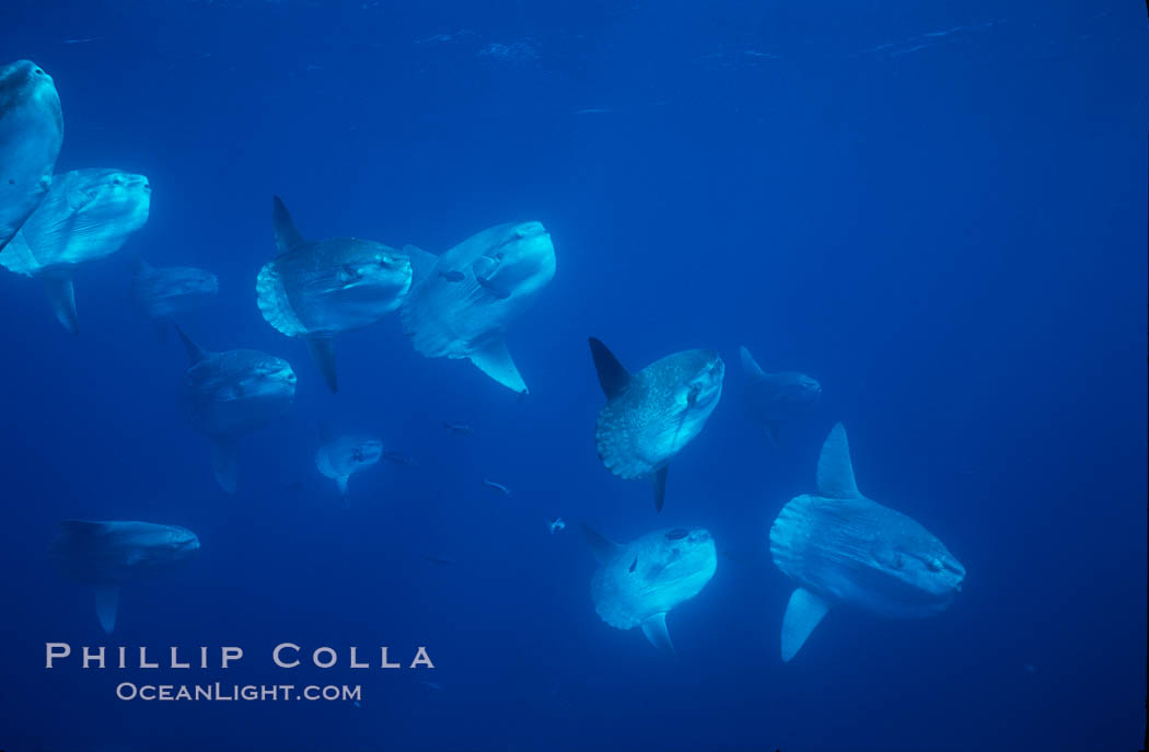 Ocean sunfish schooling near drift kelp, soliciting cleaner fishes, open ocean, Baja California., Mola mola, natural history stock photograph, photo id 06391