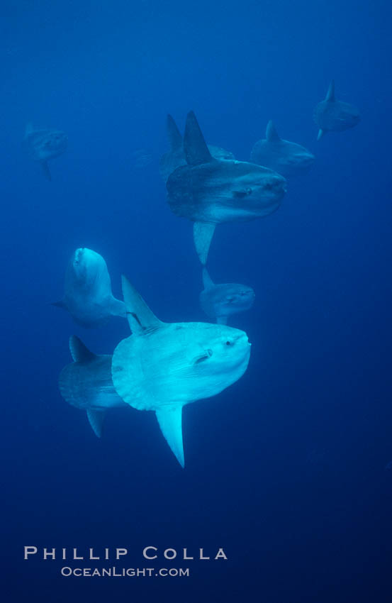 Ocean sunfish schooling near drift kelp, soliciting cleaner fishes, open ocean, Baja California., Mola mola, natural history stock photograph, photo id 06403