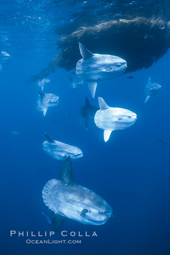 Ocean sunfish schooling near drift kelp, soliciting cleaner fishes, open ocean, Baja California., Mola mola, natural history stock photograph, photo id 06309