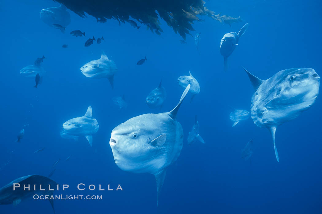 Ocean sunfish schooling near drift kelp, soliciting cleaner fishes, open ocean, Baja California., Mola mola, natural history stock photograph, photo id 06313