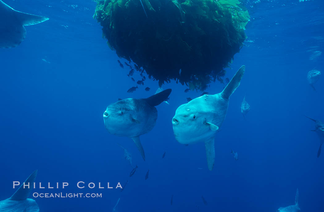 Ocean sunfish schooling near drift kelp, soliciting cleaner fishes, open ocean, Baja California., Mola mola, natural history stock photograph, photo id 06321