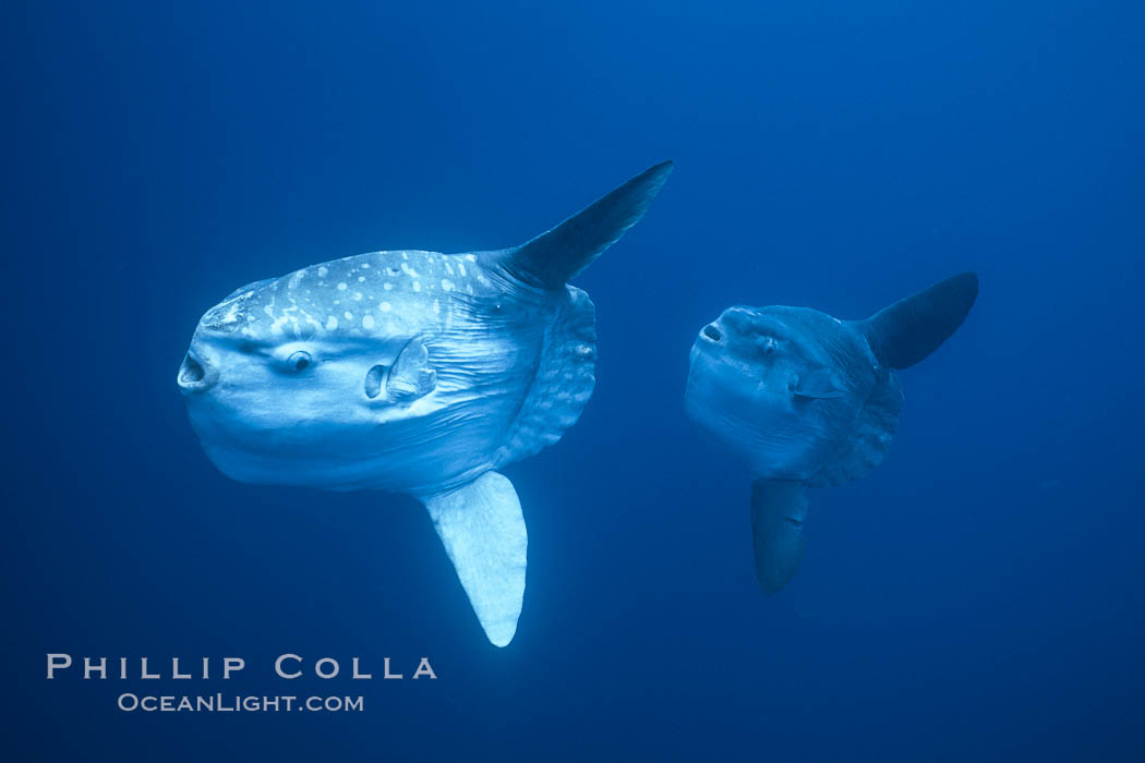 Ocean sunfish schooling near drift kelp, soliciting cleaner fishes, open ocean, Baja California., Mola mola, natural history stock photograph, photo id 06389