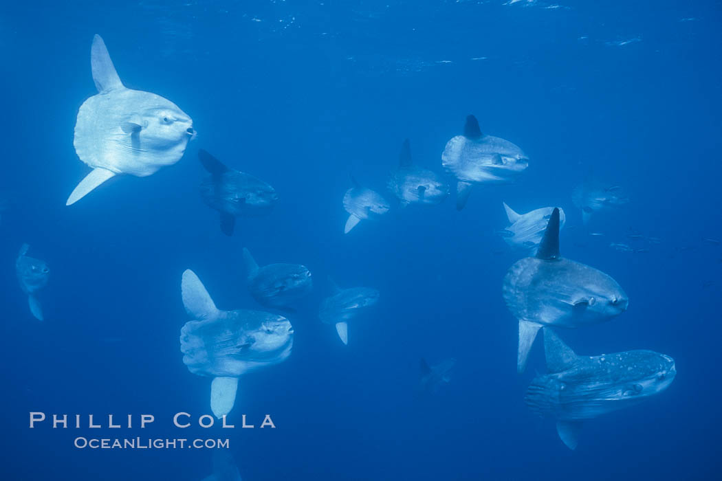 Ocean sunfish schooling near drift kelp, soliciting cleaner fishes, open ocean, Baja California., Mola mola, natural history stock photograph, photo id 06397