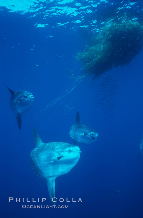 Ocean sunfish schooling near drift kelp, soliciting cleaner fishes, open ocean, Baja California., Mola mola, natural history stock photograph, photo id 06401