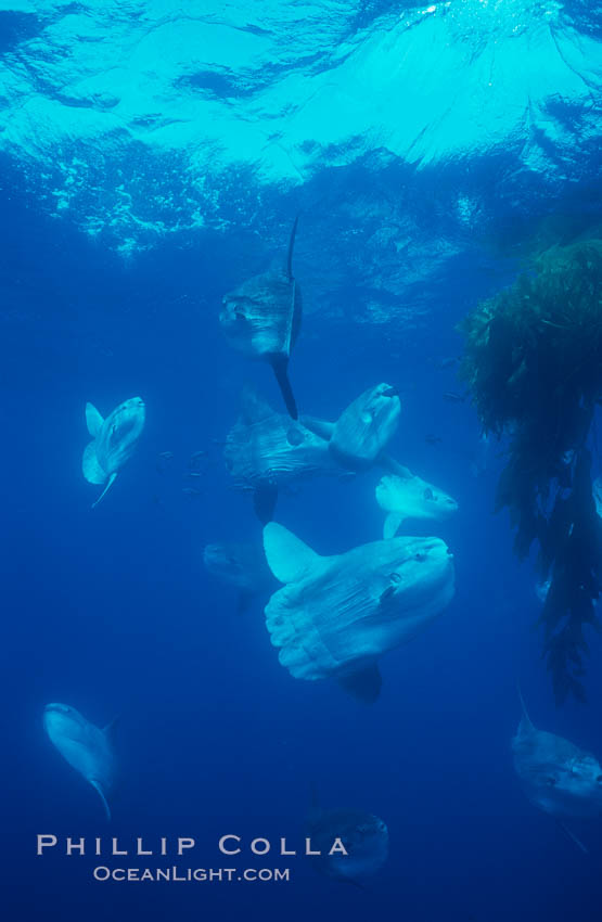 Ocean sunfish schooling near drift kelp, soliciting cleaner fishes, open ocean, Baja California., Mola mola, natural history stock photograph, photo id 06405