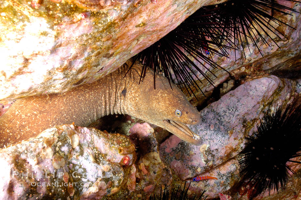 Moray eel in rock crevice. Guadalupe Island (Isla Guadalupe), Baja California, Mexico, Gymnothorax mordax, natural history stock photograph, photo id 09584