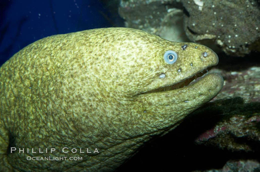 Moray eel., Gymnothorax mordax, natural history stock photograph, photo id 11813