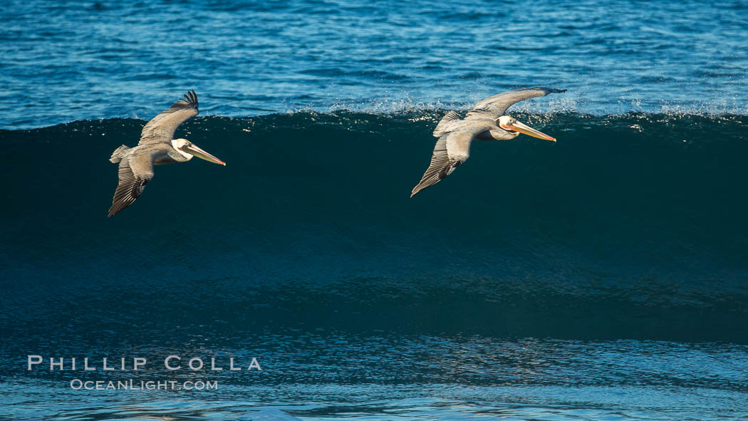 California Pelican flying on a wave, riding the updraft from the wave., Pelecanus occidentalis, Pelecanus occidentalis californicus, natural history stock photograph, photo id 30258