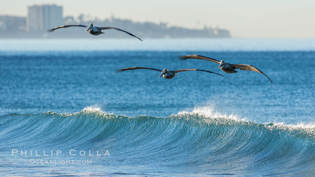 California Pelican flying on a wave, riding the updraft from the wave, La Jolla coastline in the distant background., Pelecanus occidentalis, Pelecanus occidentalis californicus, natural history stock photograph, photo id 30262