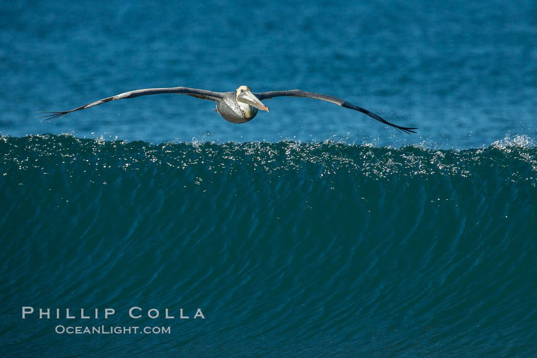 California Pelican flying on a wave, riding the updraft from the wave, Pelecanus occidentalis, Pelecanus occidentalis californicus