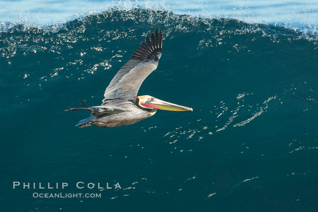 California Pelican flying on a wave, riding the updraft from the wave., Pelecanus occidentalis, Pelecanus occidentalis californicus, natural history stock photograph, photo id 30314