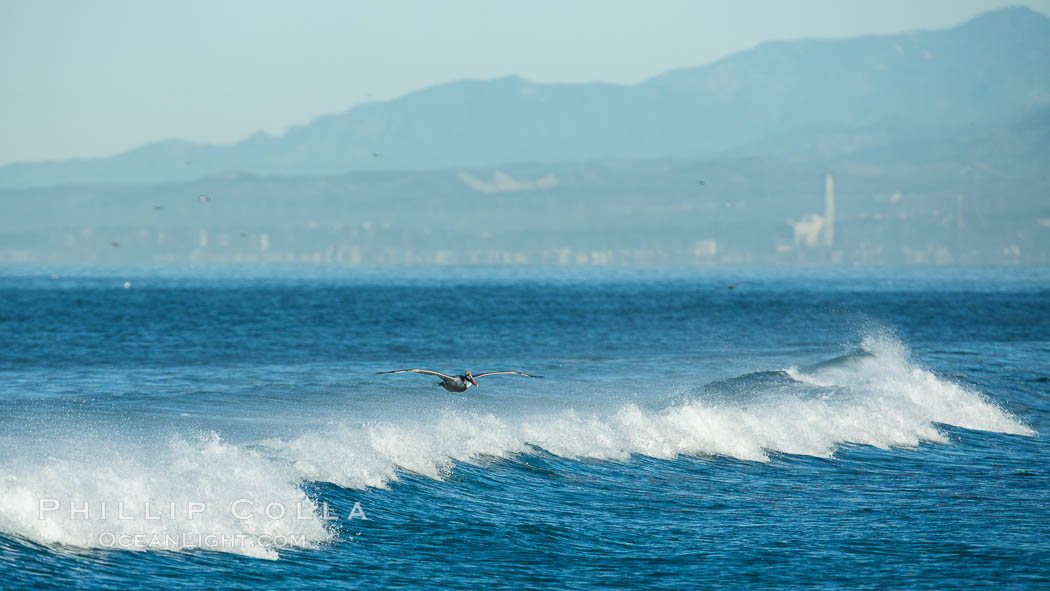 California Pelican flying on a wave, riding the updraft from the wave, Pelecanus occidentalis, Pelecanus occidentalis californicus