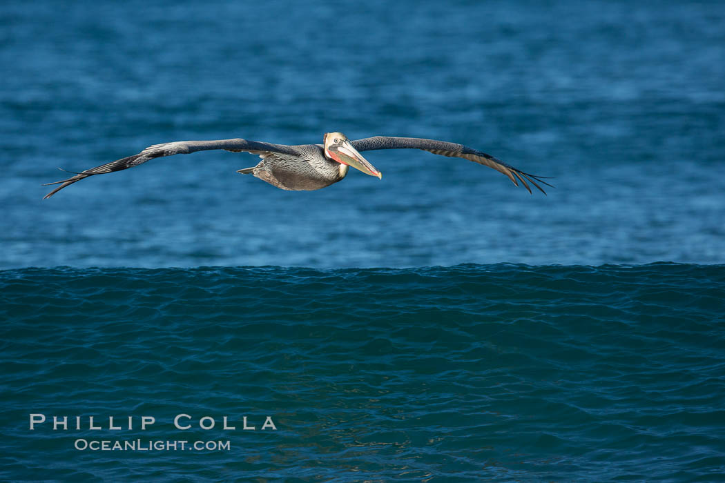 California Pelican flying on a wave, riding the updraft from the wave., Pelecanus occidentalis, Pelecanus occidentalis californicus, natural history stock photograph, photo id 30263