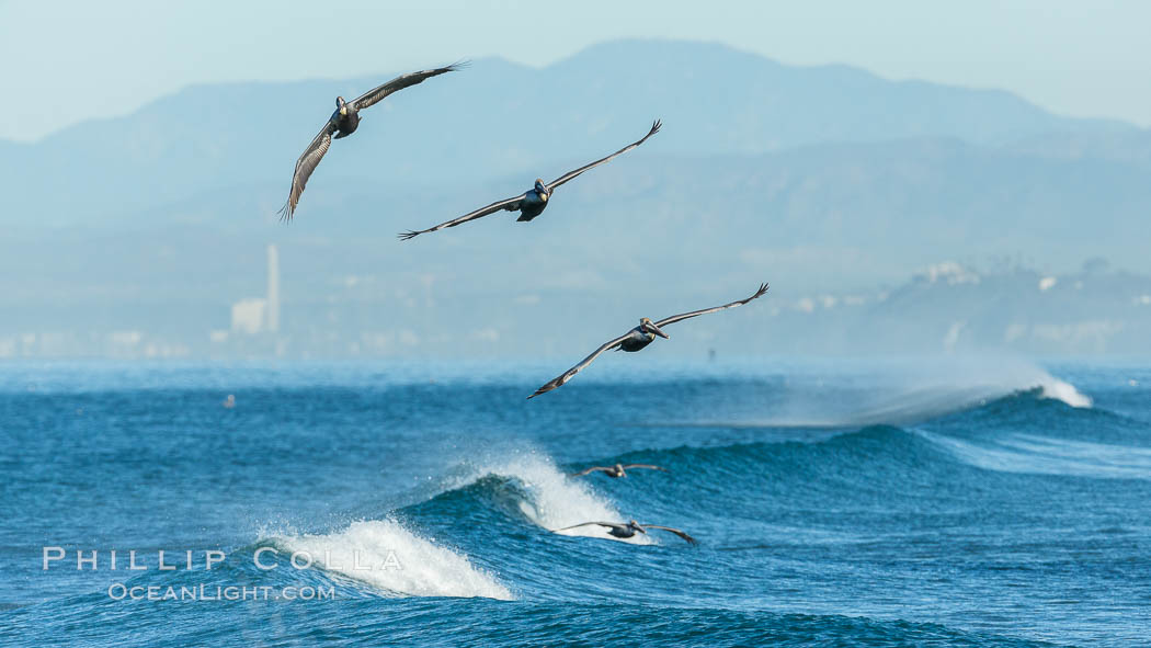 California Pelican flying on a wave, riding the updraft from the wave, Pelecanus occidentalis, Pelecanus occidentalis californicus