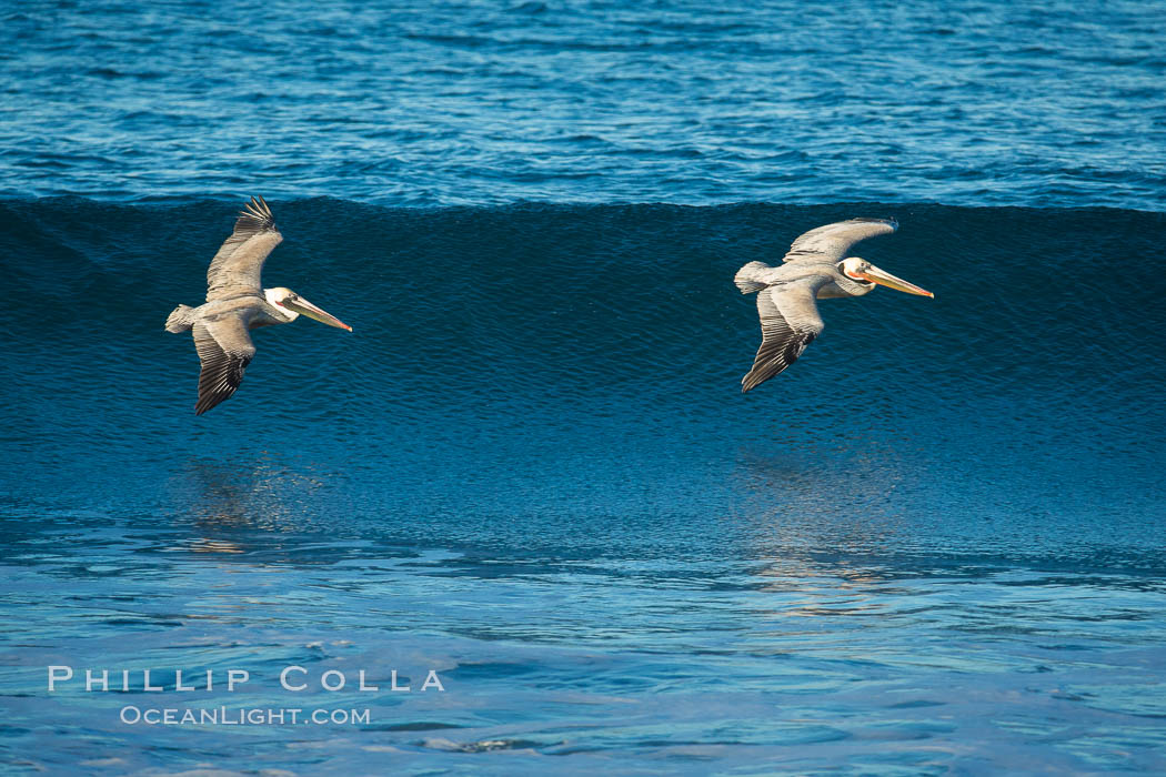 California Pelican flying on a wave, riding the updraft from the wave, Pelecanus occidentalis, Pelecanus occidentalis californicus