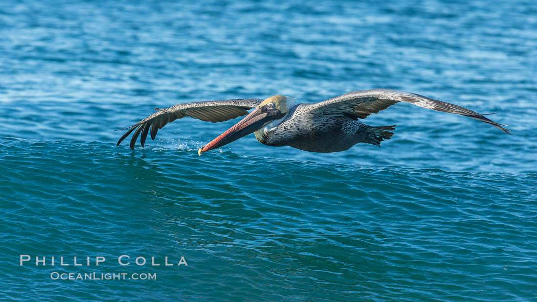 California Pelican flying on a wave, riding the updraft from the wave, Pelecanus occidentalis, Pelecanus occidentalis californicus