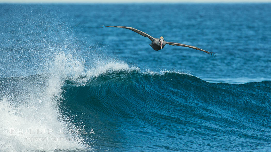 California Pelican flying on a wave, riding the updraft from the wave., Pelecanus occidentalis, Pelecanus occidentalis californicus, natural history stock photograph, photo id 30277