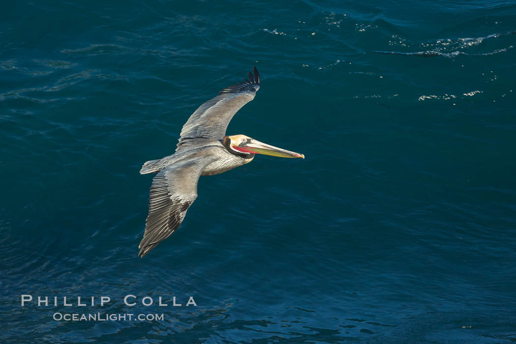 California Pelican flying on a wave, riding the updraft from the wave., Pelecanus occidentalis, Pelecanus occidentalis californicus, natural history stock photograph, photo id 30313