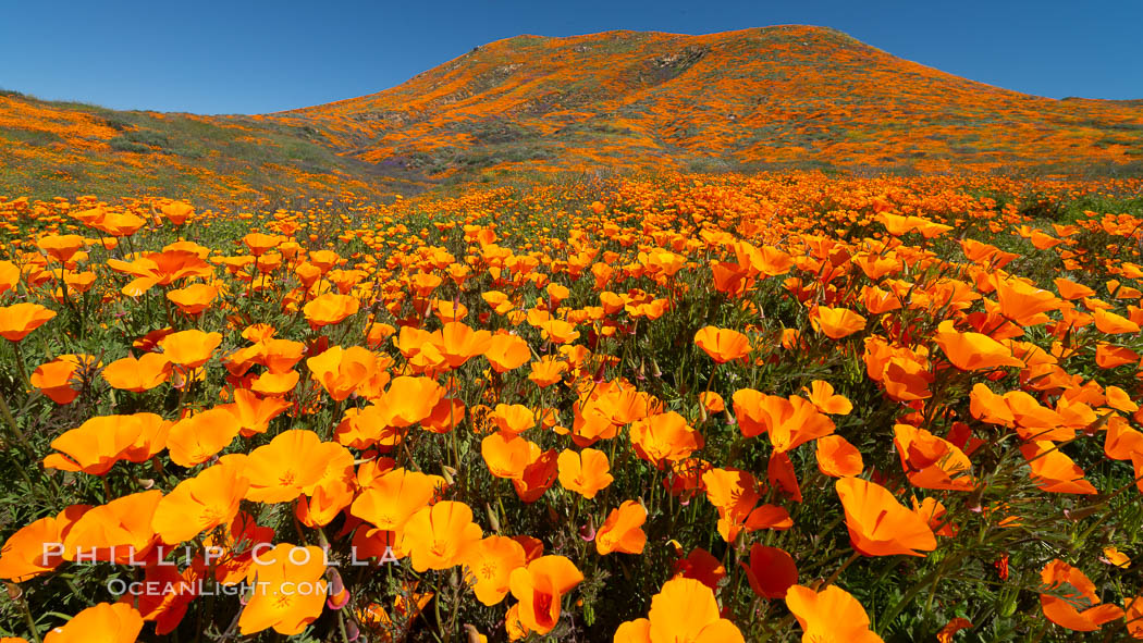 California Poppies in Bloom, Elsinore. USA, Eschscholzia californica, natural history stock photograph, photo id 35226