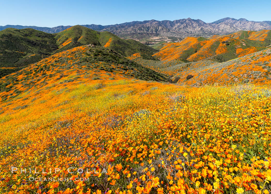 California Poppies in Bloom, Elsinore. USA, Eschscholzia californica, natural history stock photograph, photo id 35234