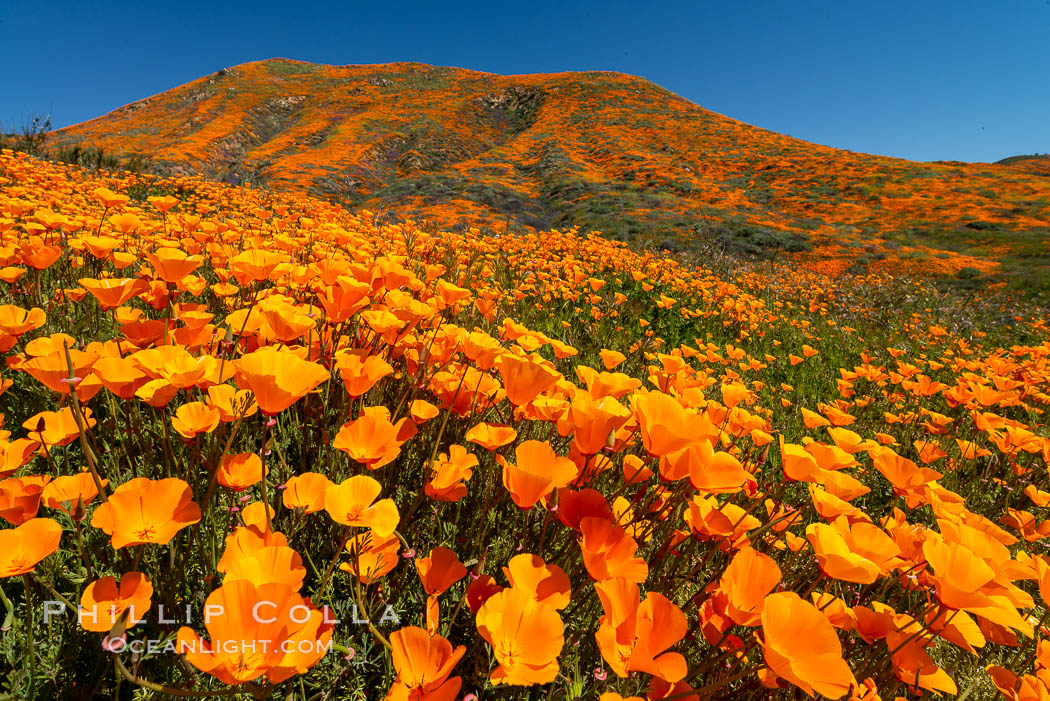 California Poppies in Bloom, Elsinore. USA, Eschscholzia californica, natural history stock photograph, photo id 35224