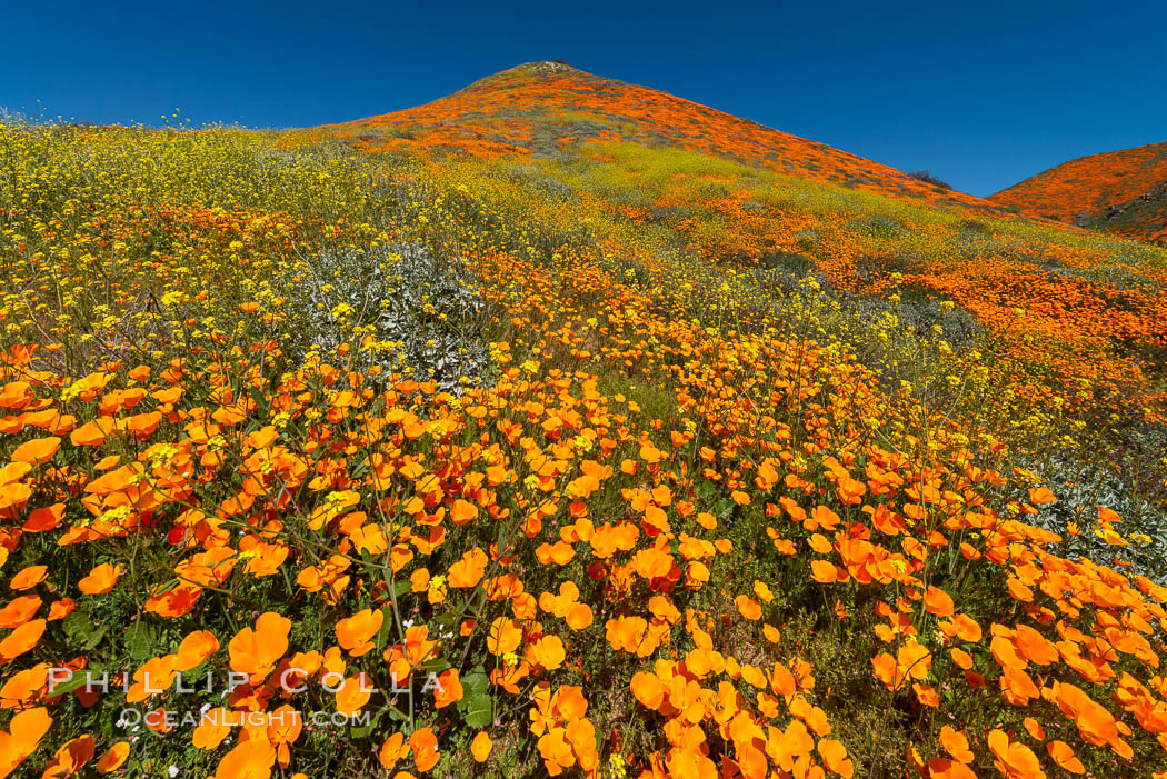California Poppies in Bloom, Elsinore. USA, Eschscholzia californica, natural history stock photograph, photo id 35228
