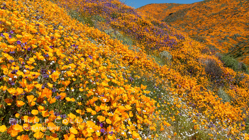 California Poppies in Bloom, Elsinore. USA, Eschscholzia californica, natural history stock photograph, photo id 35232