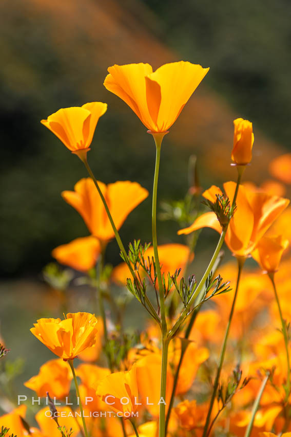 California Poppies in Bloom, Elsinore. USA, Eschscholzia californica, natural history stock photograph, photo id 35240