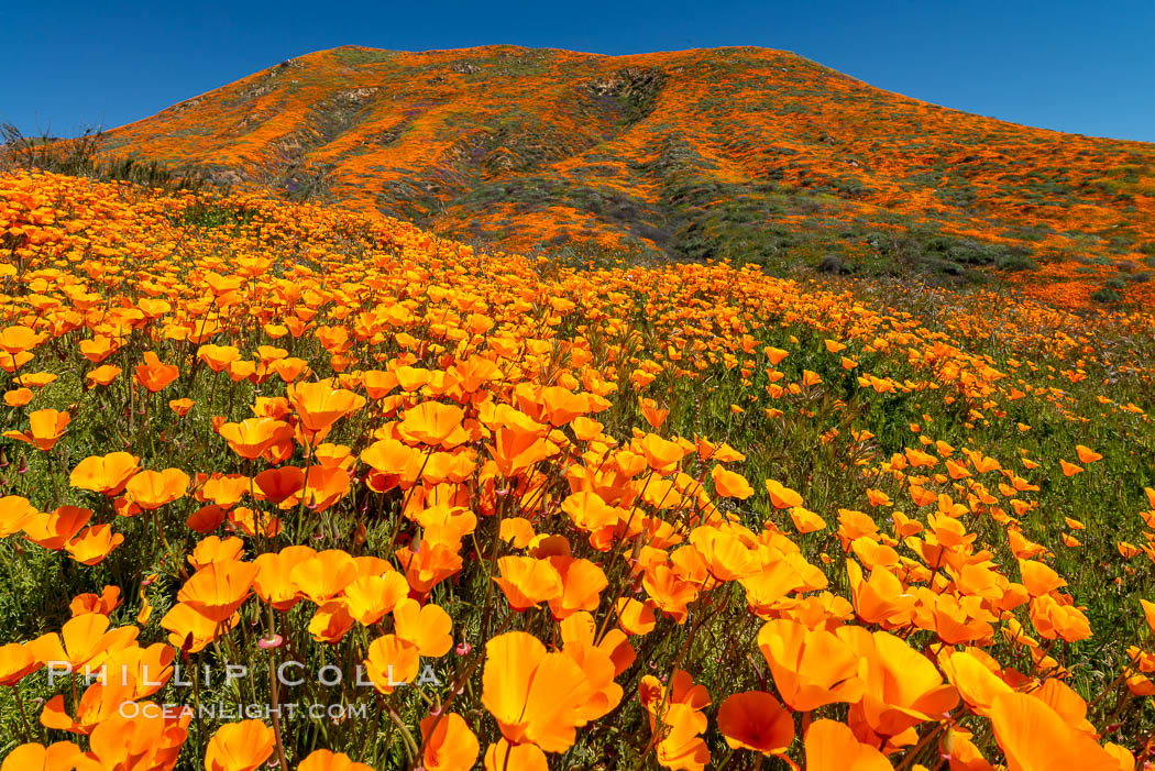 California Poppies in Bloom, Elsinore. USA, Eschscholzia californica, natural history stock photograph, photo id 35223