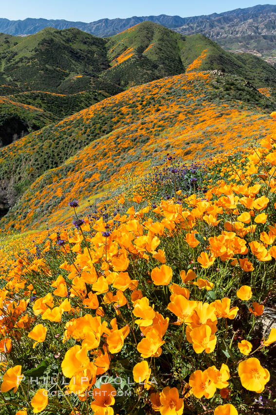 California Poppies in Bloom, Elsinore. USA, Eschscholzia californica, natural history stock photograph, photo id 35239