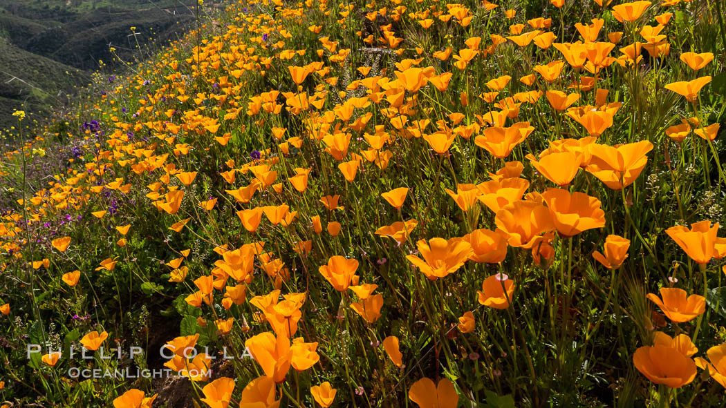 California poppies cover the hillsides in bright orange. Del Dios, San Diego, USA, Eschscholzia californica, natural history stock photograph, photo id 35163