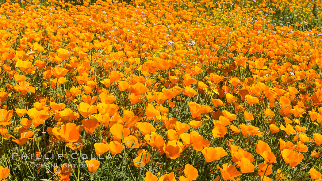 California Poppies, Diamond Valley Lake, Hemet. USA, Eschscholzia californica, natural history stock photograph, photo id 33141