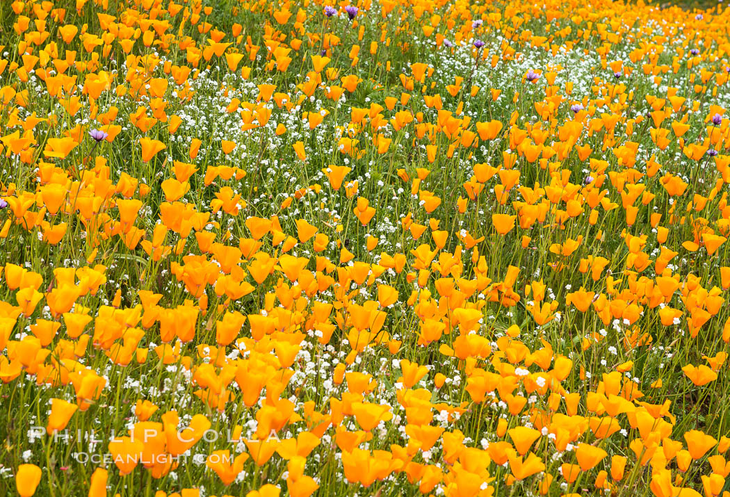 California Poppies, Elsinore. USA, Eschscholzia californica, natural history stock photograph, photo id 33116