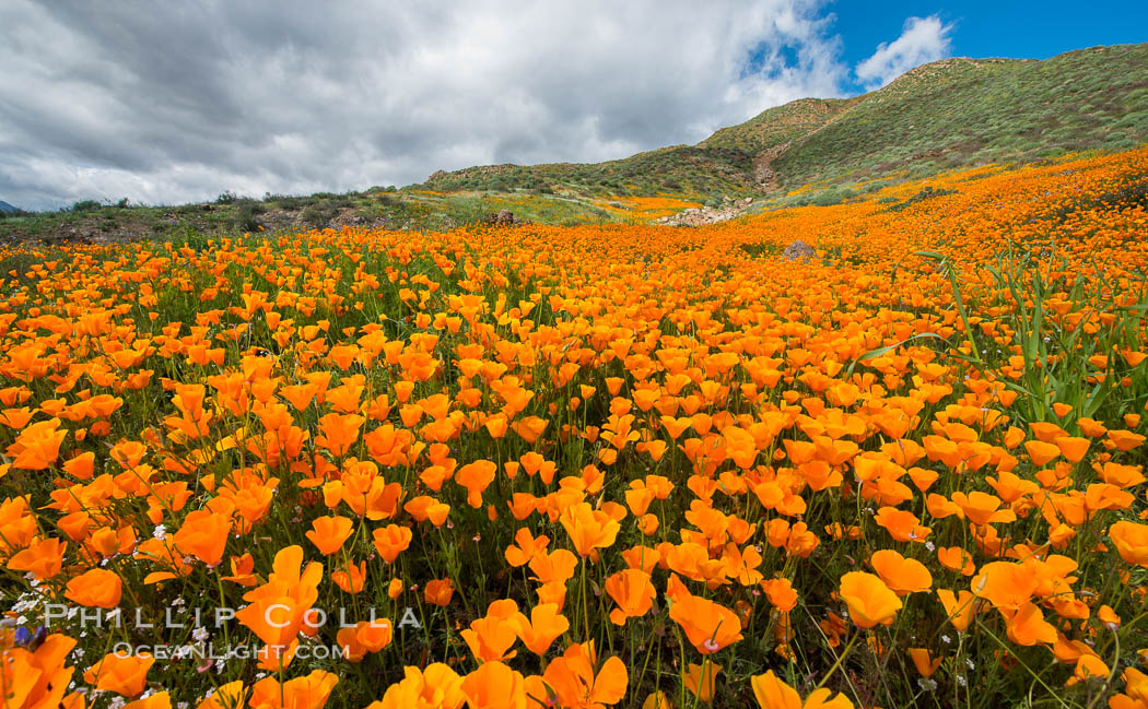 California Poppies, Elsinore