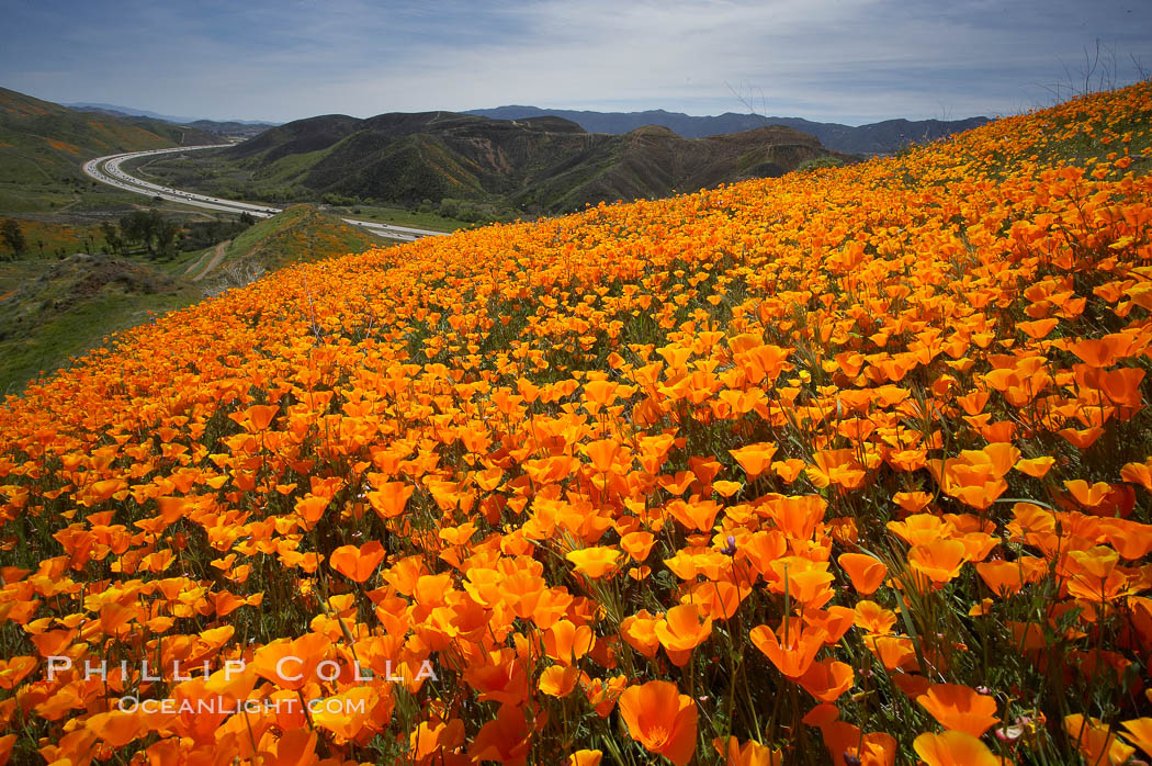 California poppies cover the hills in a brilliant springtime bloom. Elsinore, USA, Eschscholtzia californica, Eschscholzia californica, natural history stock photograph, photo id 20895