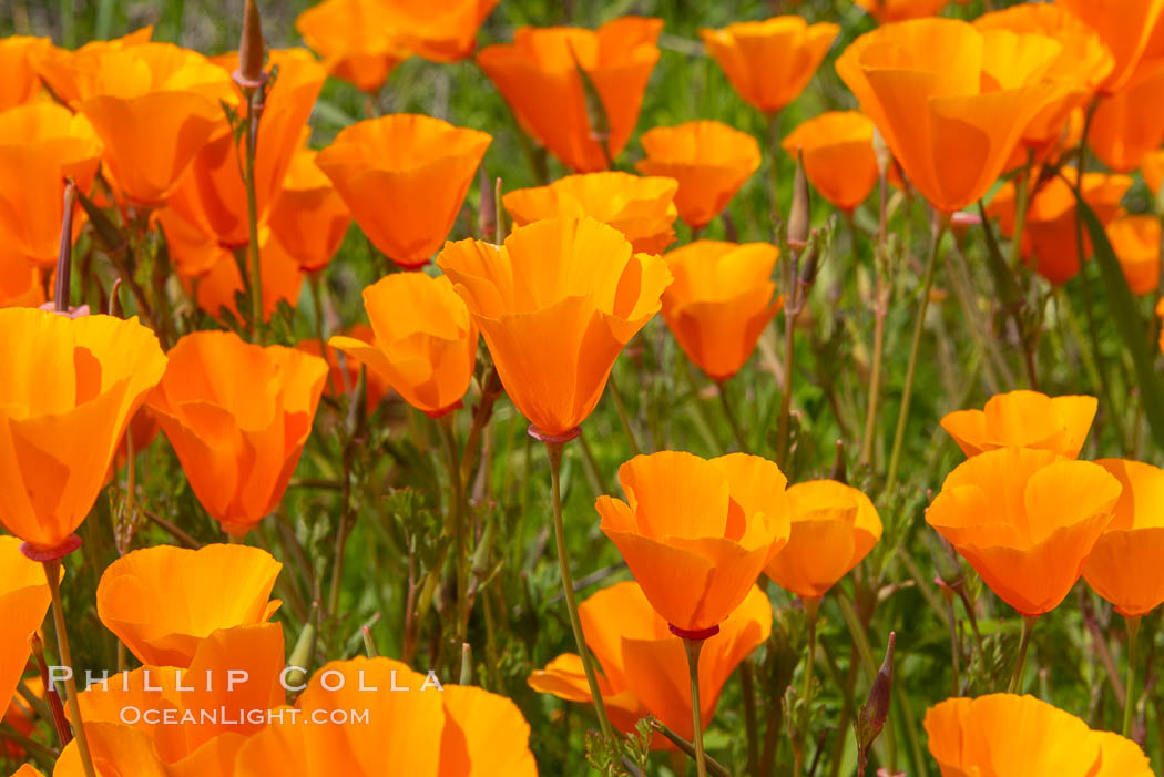 California Poppies, Rancho La Costa, Carlsbad. USA, Eschscholzia californica, natural history stock photograph, photo id 35182